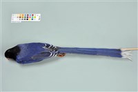 臺灣藍鵲藏品圖，第12張